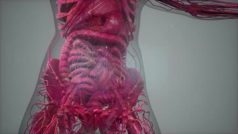 Anatomy-Tomography-Scan-of-Human-Body